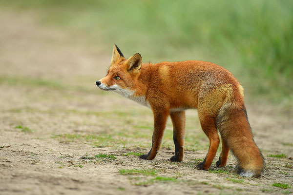 Fuchs