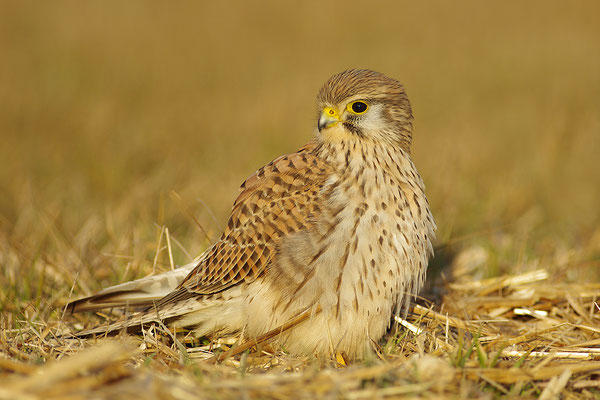 Turmfalke im Abendlicht
