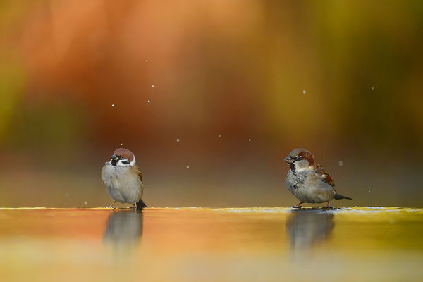 Haussperling und Feldsperling