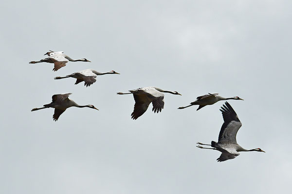 Kraniche im Flug