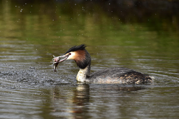 Haubentaucher mit erbeutetem Fisch