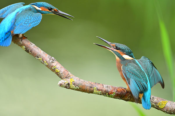 Eisvogel