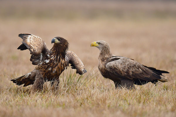 Seeadler