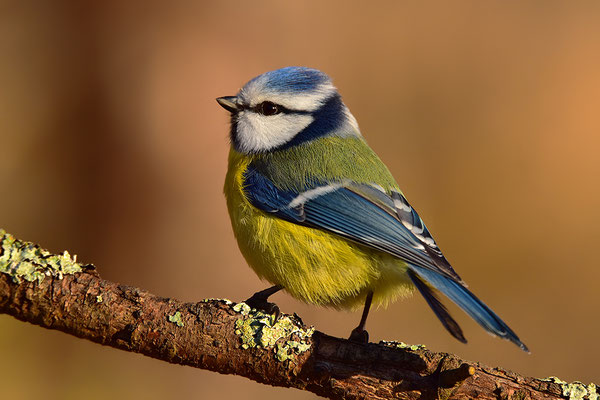 Blaumeise
