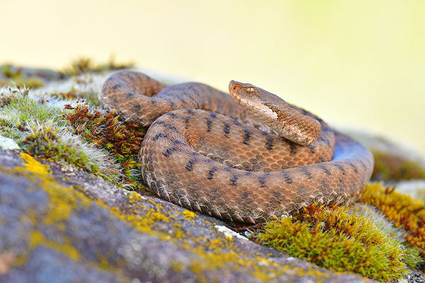 Aspisviper