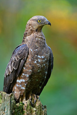 Wespenbussard, Nationalpark Bayrischer Wald Tierfreigelände Neuschönau