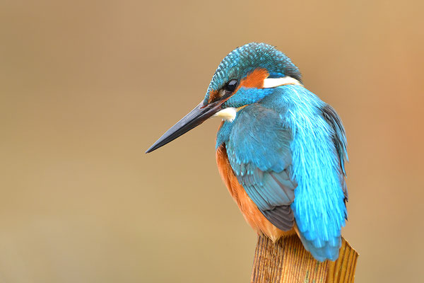 Eisvogel