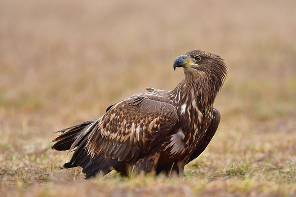 Seeadler