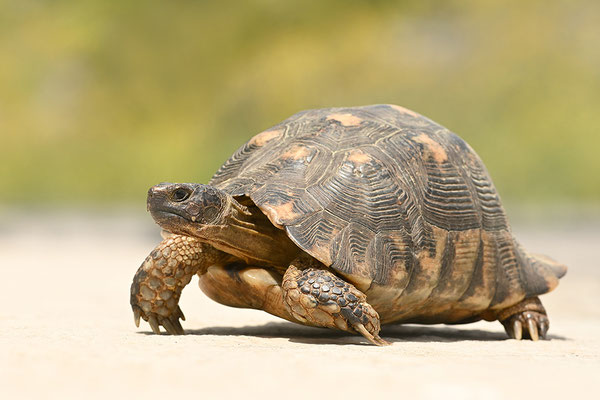 Breitrandschildkröte