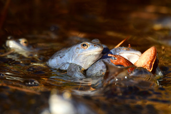 Moorfrosch