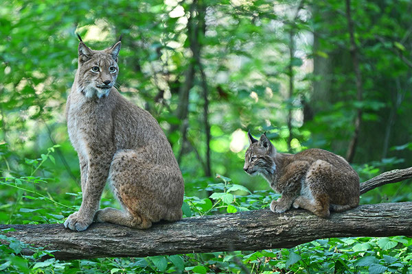 Jungluchs mit Mutter, Tierpark Gangelt