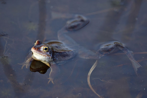 Moorfrosch