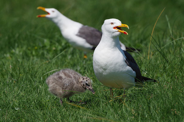 Heringsmöwe mit Jungvogel
