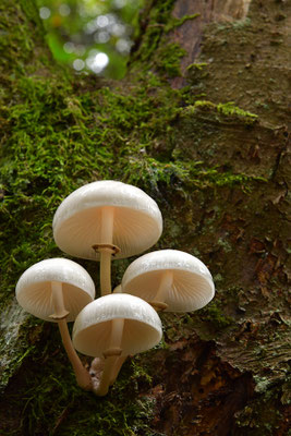 Buchenschleimrübling