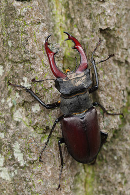 Hirschkäfer Männchen
