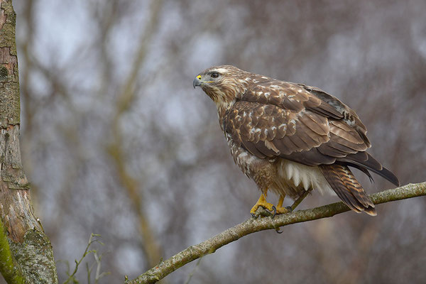 Mäusebussard