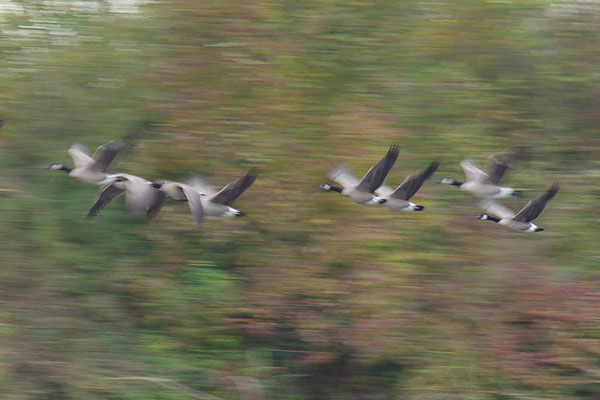 Kanadagans im Flug