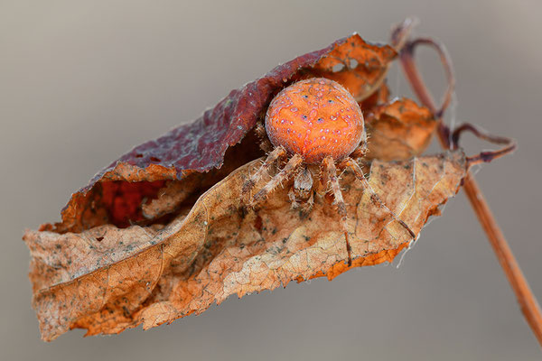 Erdbeerkreuzspinne