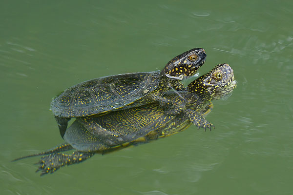 Europäische Sumpfschildkröte Paarung