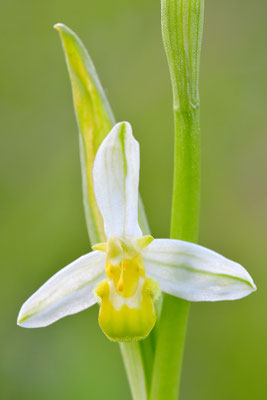 Gelbe Bienenragwurz flavescens