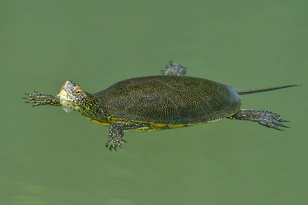 Europäische Sumpfschildkröte
