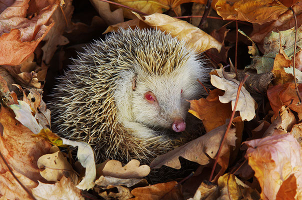 Igel Albino