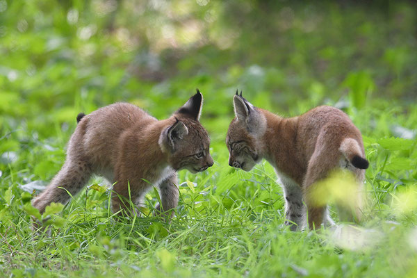 Luchs, Wildpark Anholter Schweiz