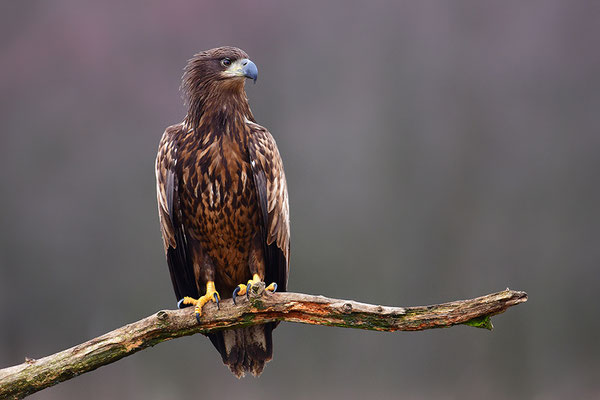 Seeadler