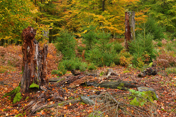 Urwald Nationalpark Eifel