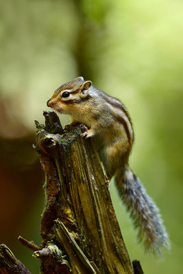 Sibirisches Streifenhörnchen