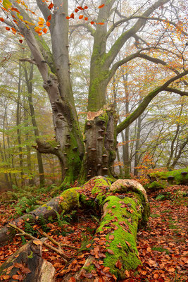 Urwald Sababurg