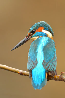 Eisvogel