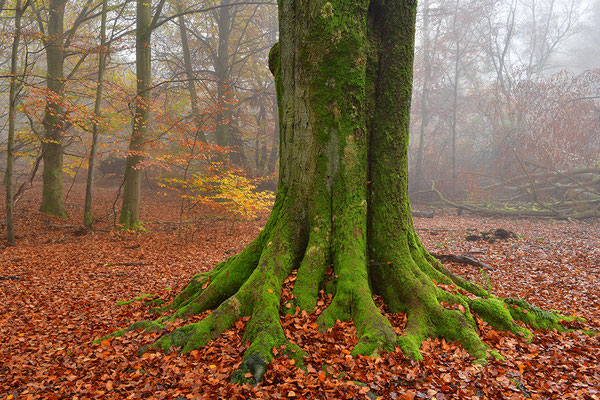 Urwald Sababurg