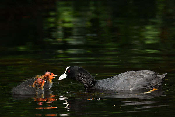 Blässralle Jungvögel bei der Fütterung