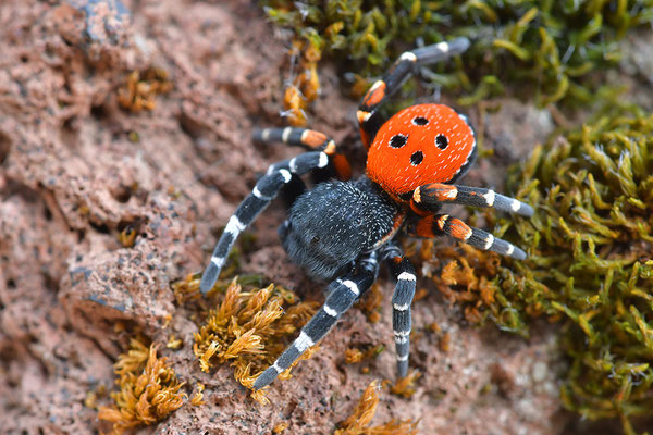 Rote Röhrenspinne, Männchen