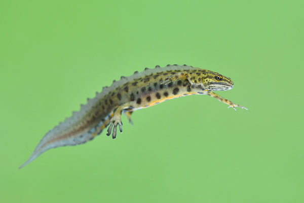 Teichmolch Männchen