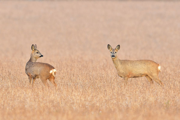 Rehe