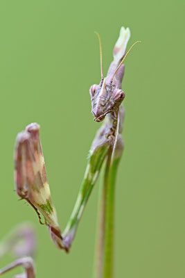 Empuse, Empusa fasciata (Kopfportrait)
