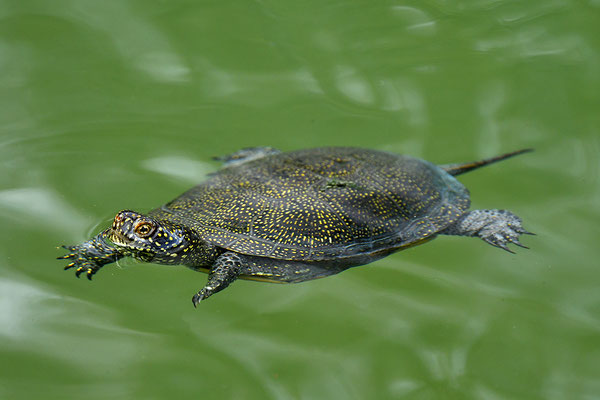 Europäische Sumpfschildkröte