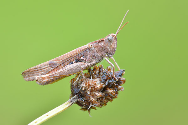 Grashüpfer