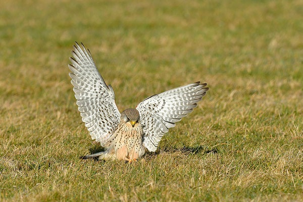 Turmfalke im Anflug