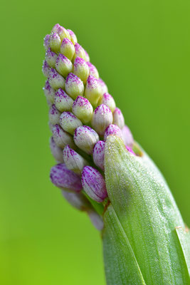 Helmknabenkraut Knospe