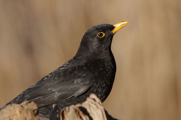 Amsel Männchen