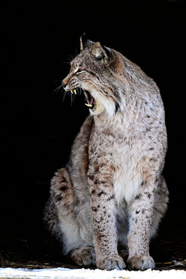 Luchs