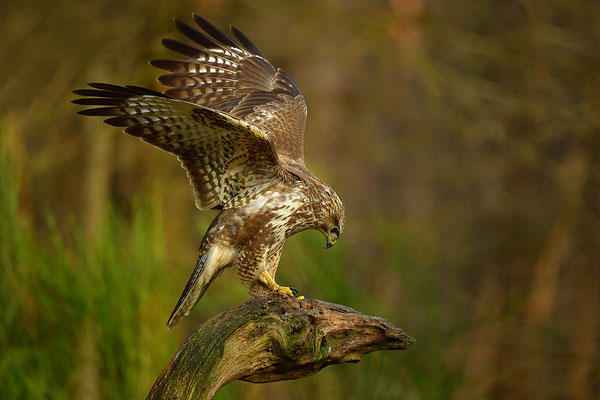 Mäusebussard
