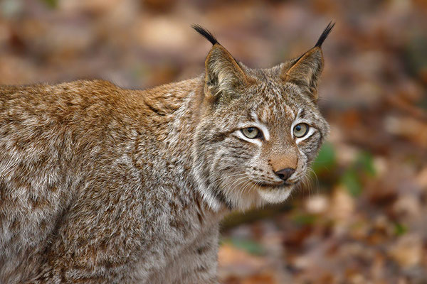 Luchs Kopfportrait Nationalpark Bayrischer Wald Tierfreigelände Neuschönau