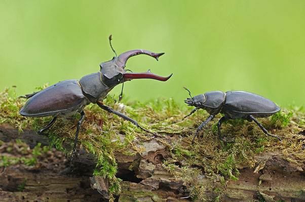 Hirschkäfer Paar