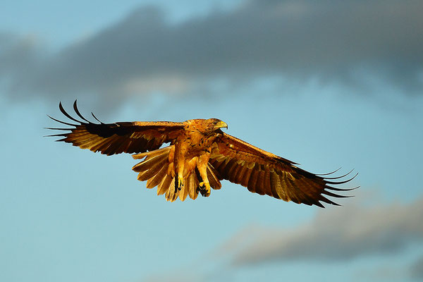 Kaiseradler Jungvogel