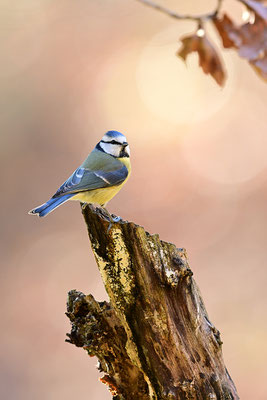 Blaumeise