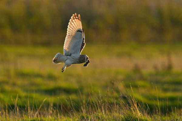 Sumpfohreule im Flug mit Beute